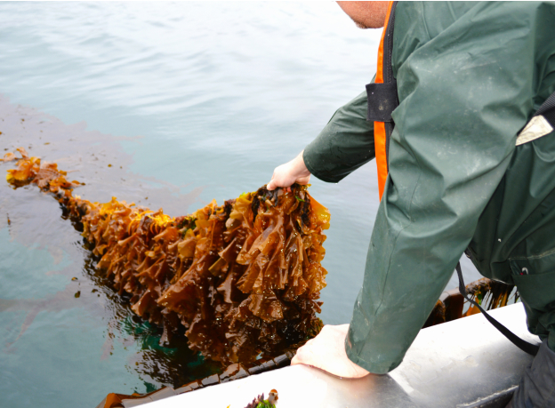 Farming seaweed