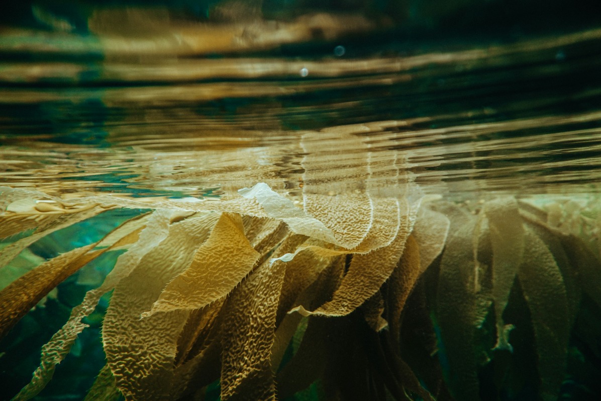 Seaweed under the water