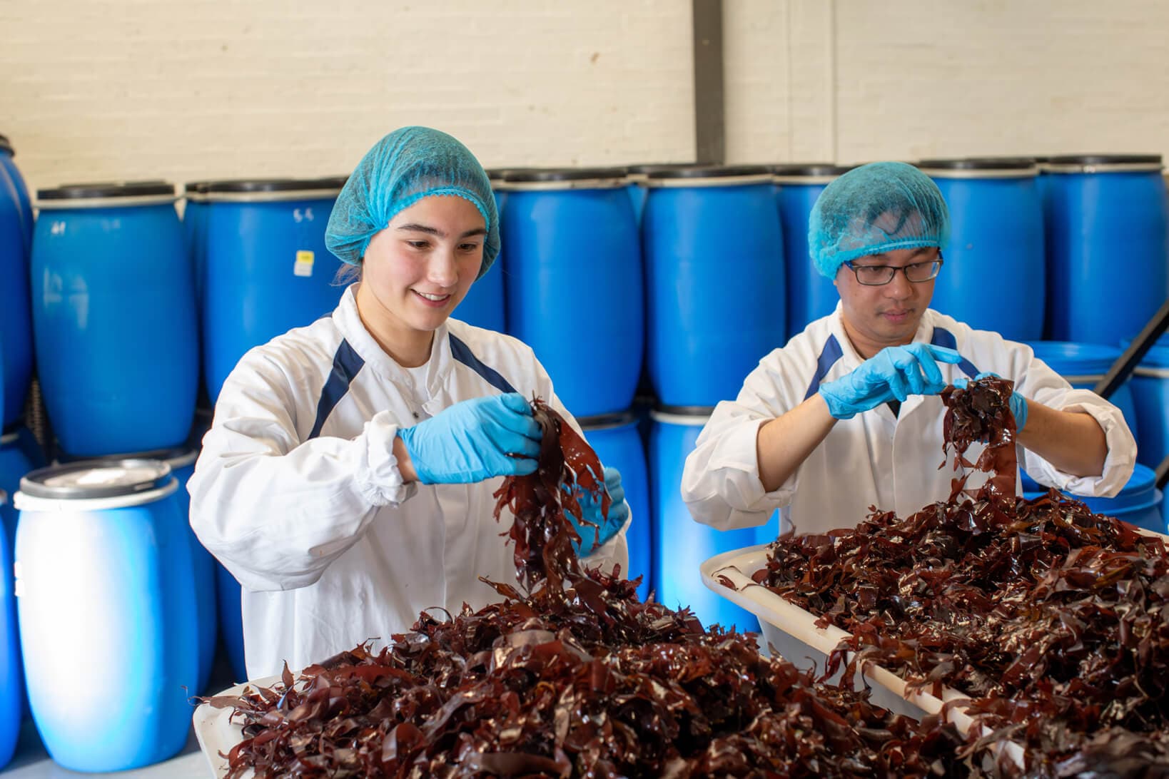 Man and woman sifting through seaweed wearing protective gear