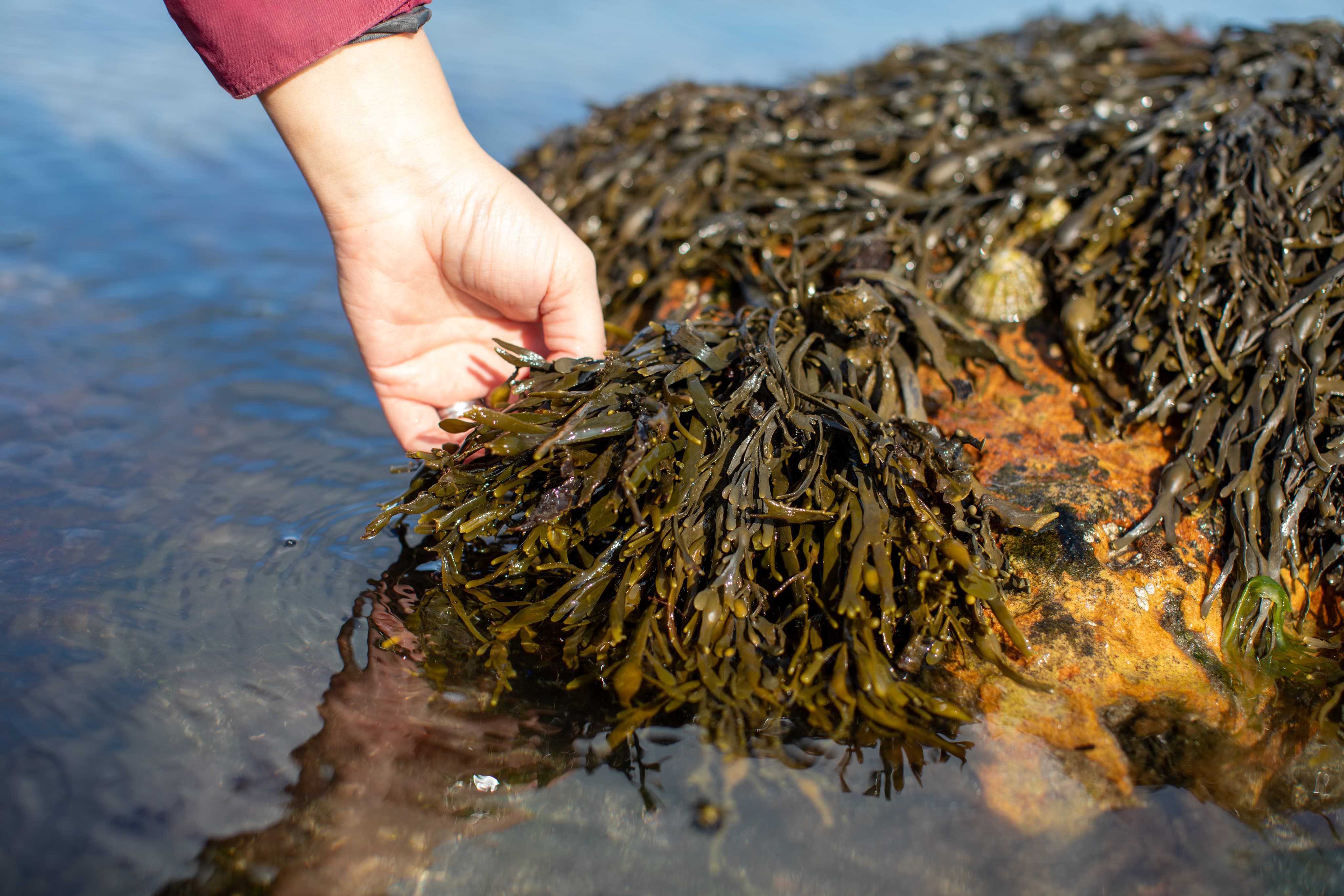 Hand lifting fresh seaweed from water