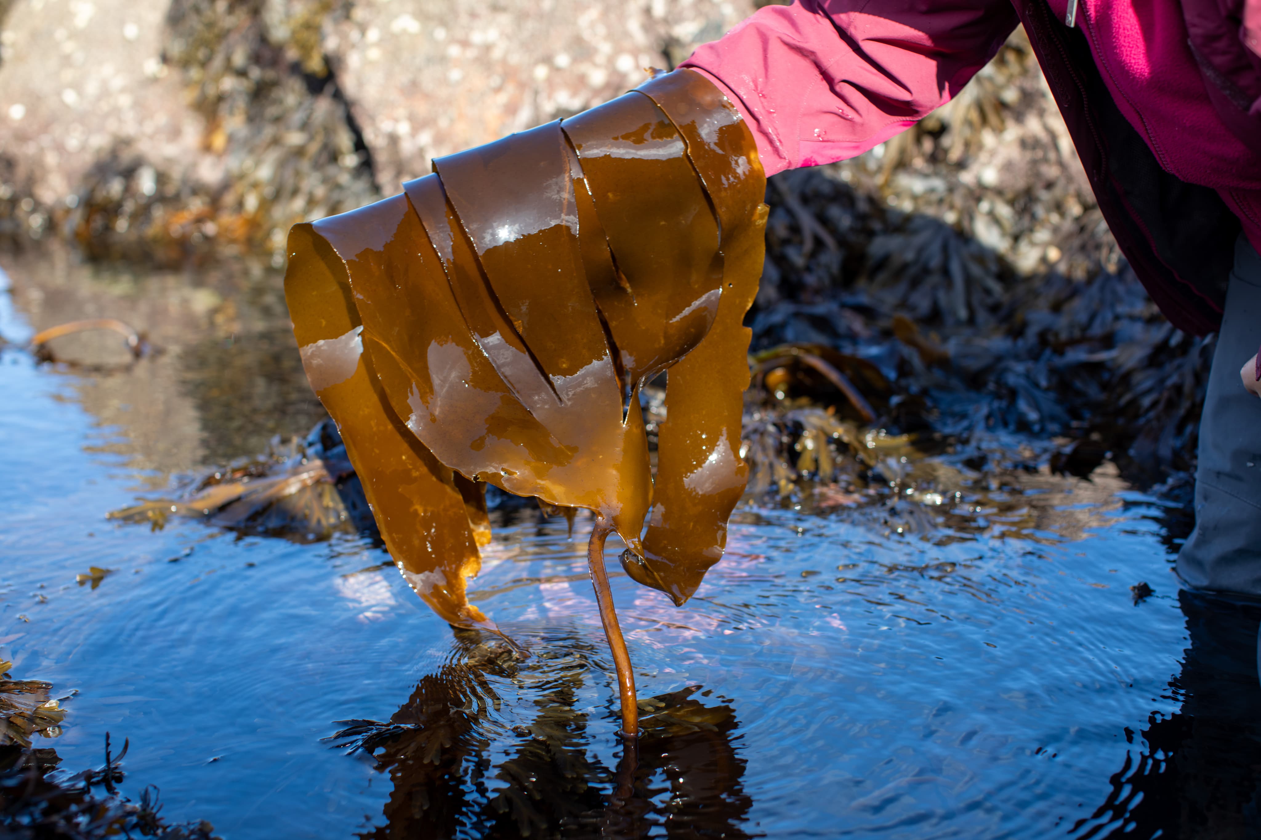 person holding up fresh seaweed from the water