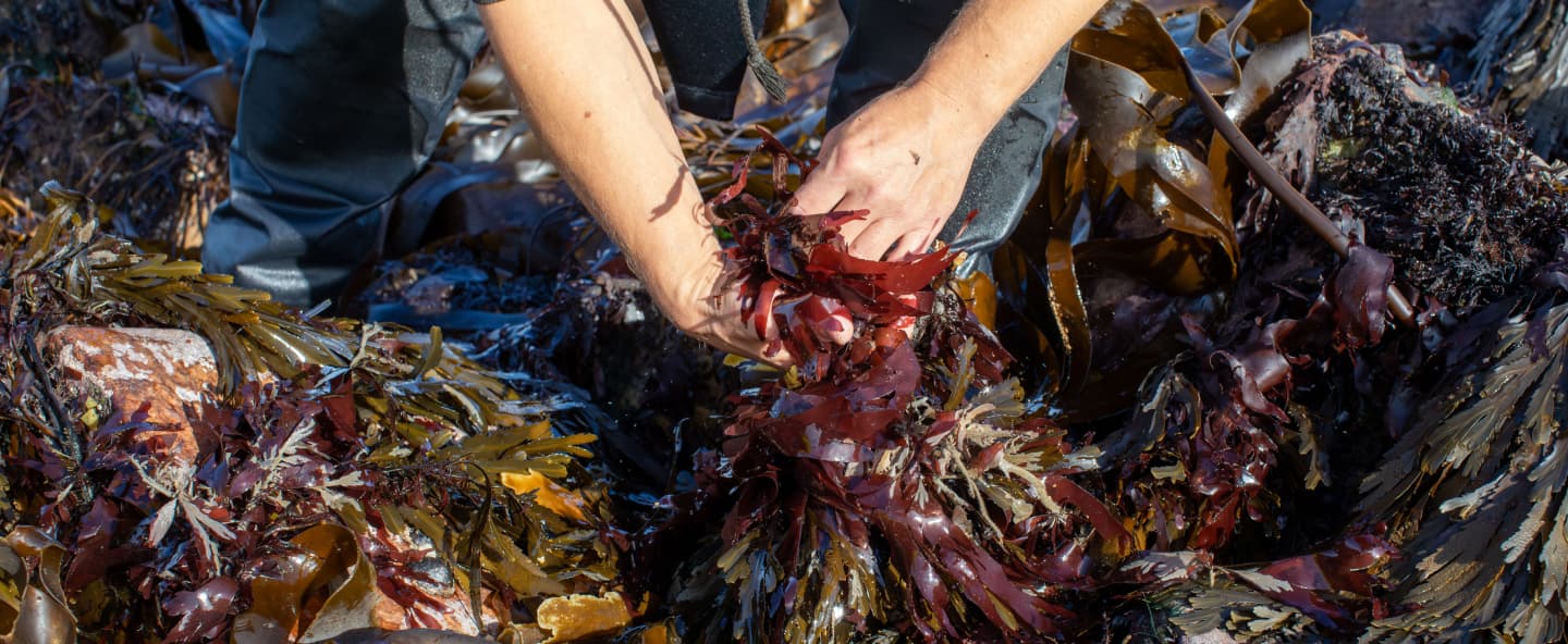 A person pulling wet seaweed from the sea
