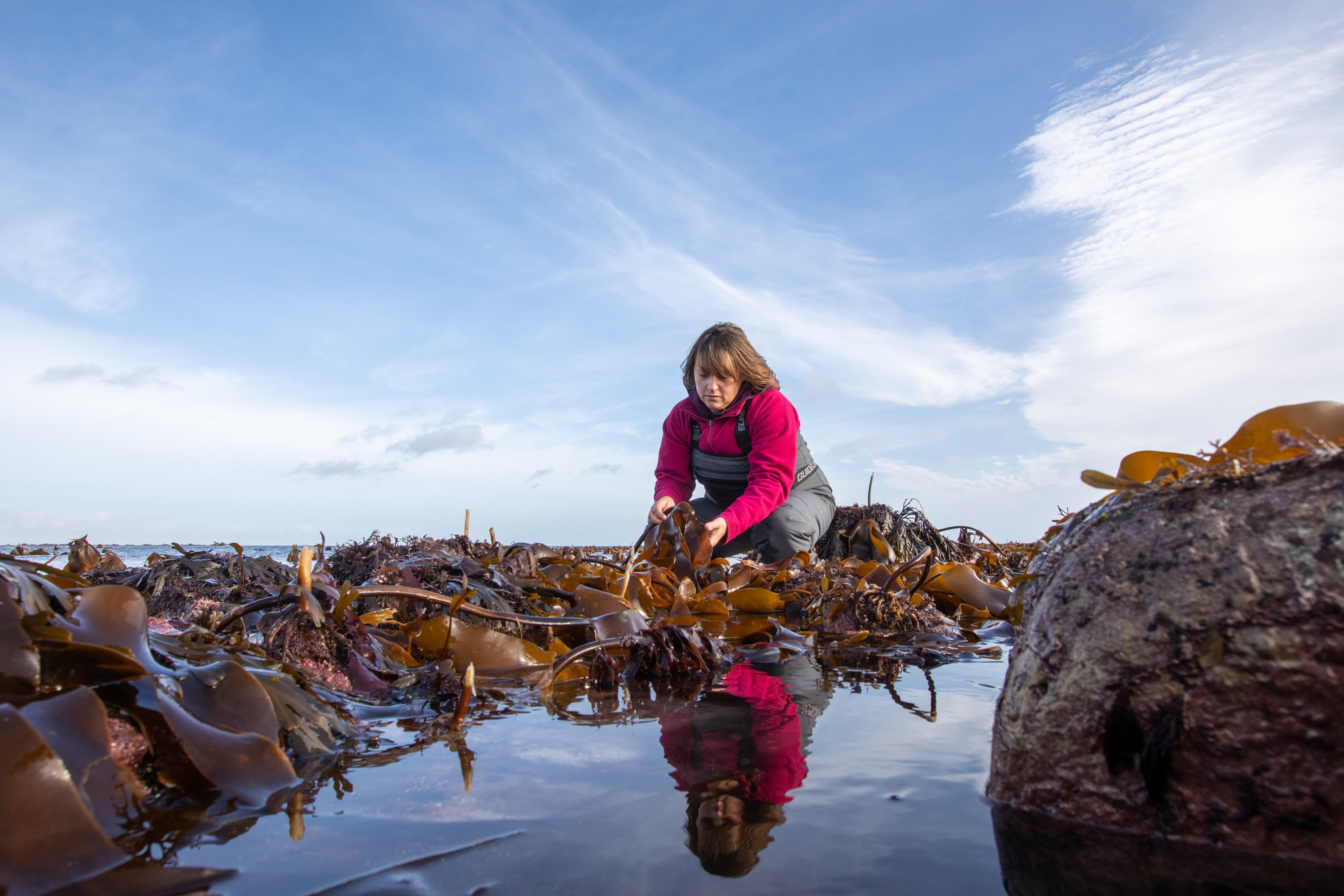 woman lifting seaweed from the water