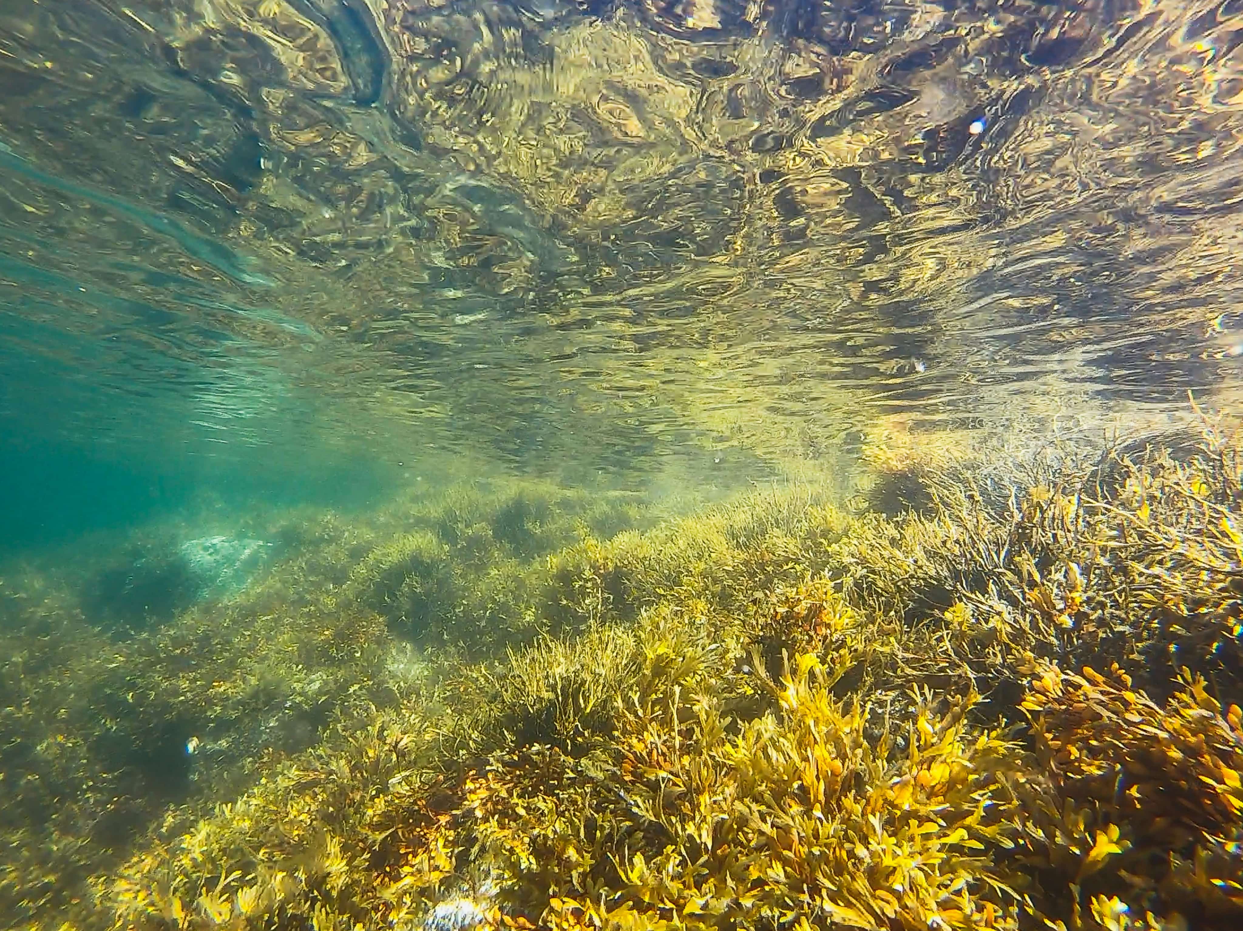 Underwater image of the sea bed with seaweed