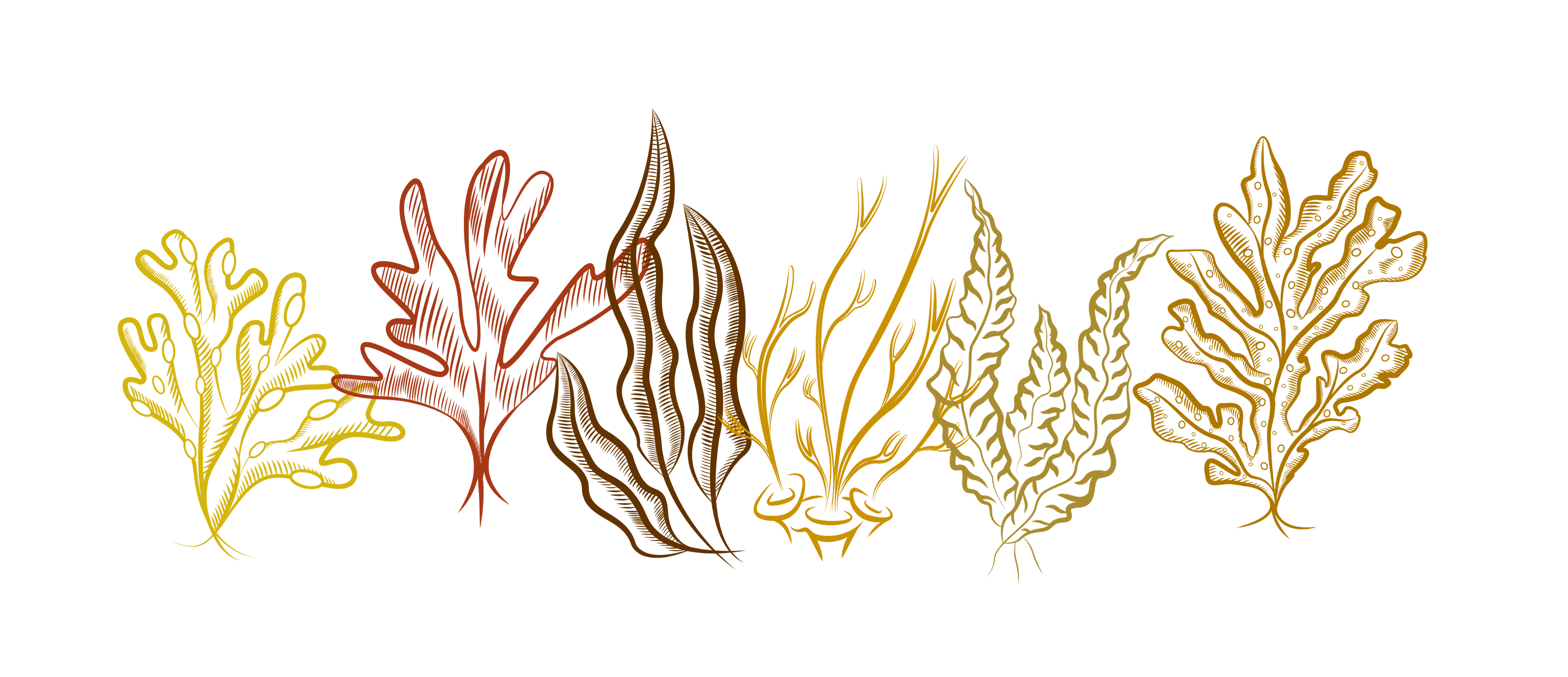 Mixed seaweed species illustrations